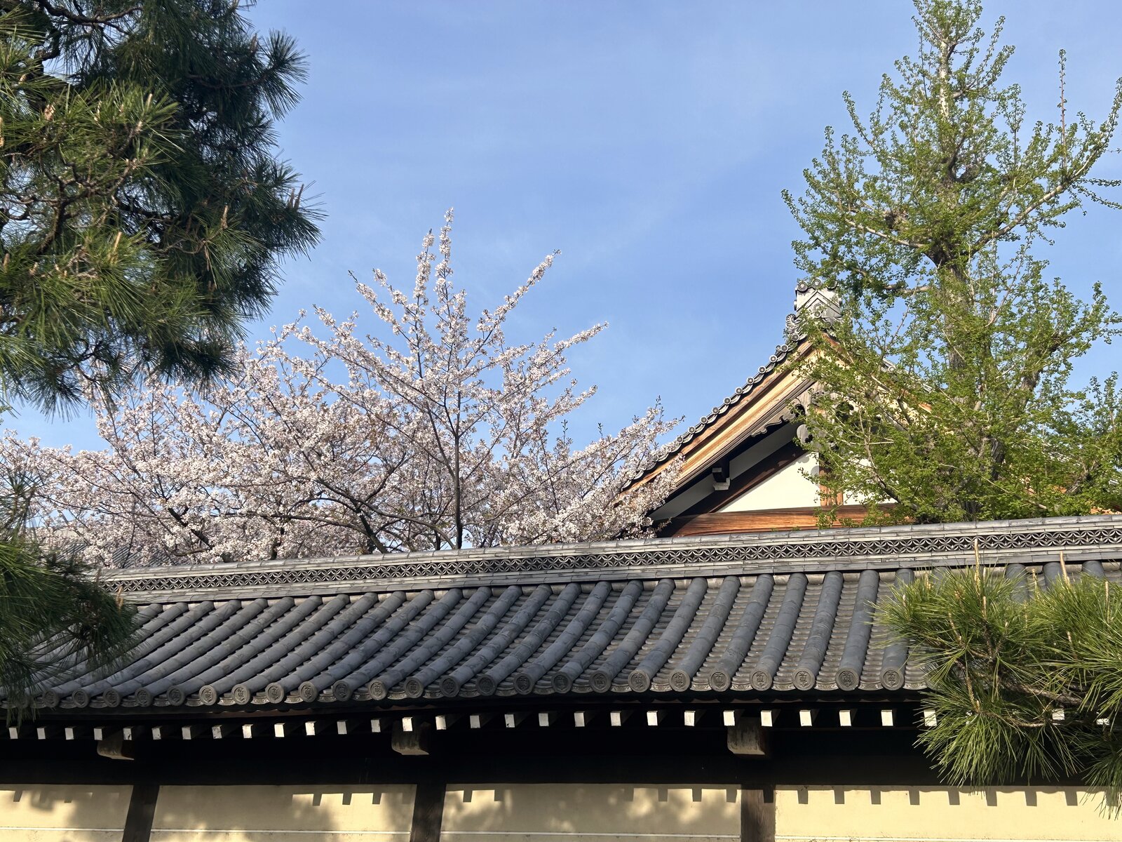 日本 · 古寺櫻時